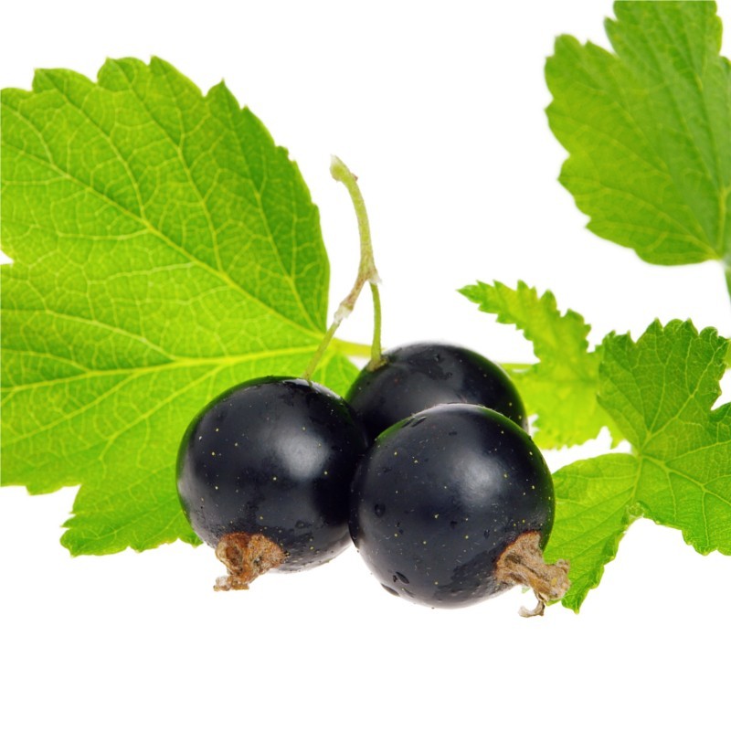 Cassis Likör mit Grappa 20%